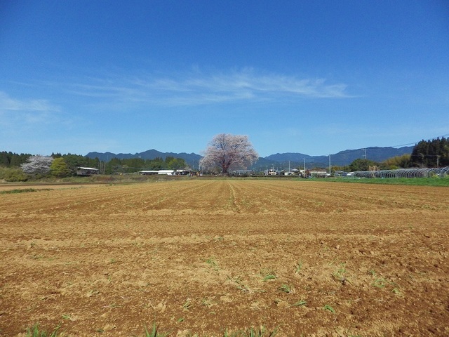 IMGP5491大坪1本桜.JPG