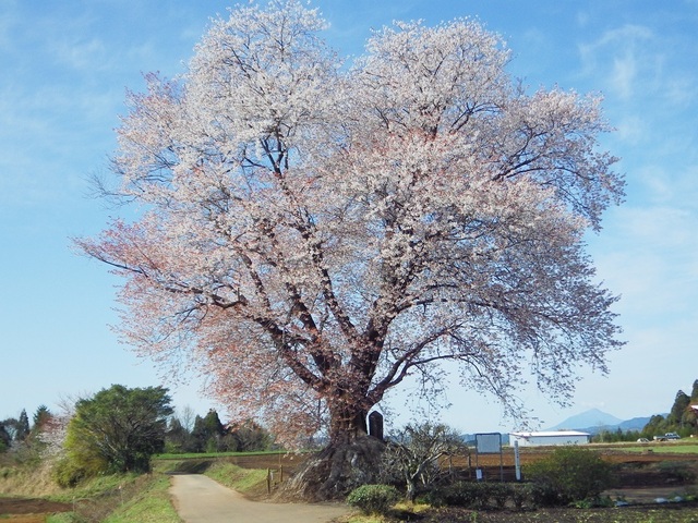 IMGP5500.JPG